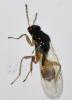 Euplectrus sp.